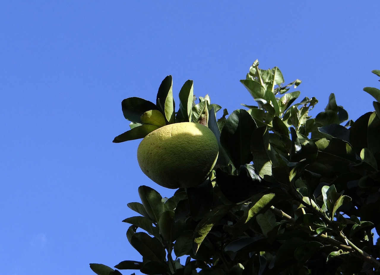 Greipfrutas, Citrusinis Vaisius, Vitamino C, Хулкитти, Indija, Augalas, Botanikos, Botanika, Žolė, Lauke