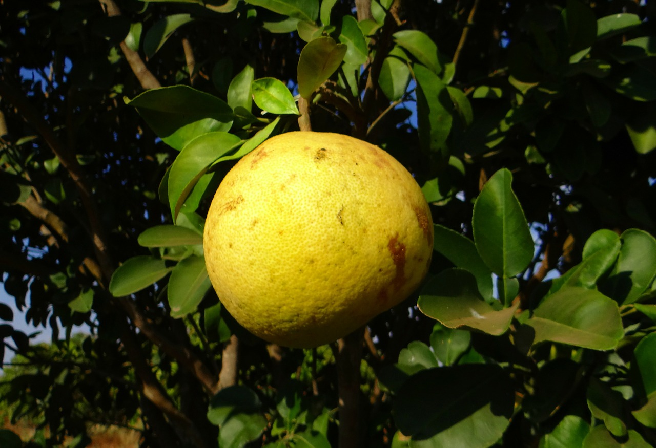 Greipfrutas, Citrusinis Vaisius, Vitamino C, Šviežias, Geltona, Sveikas, Sultingas, Medis, Vaisiai, Egzotiškas