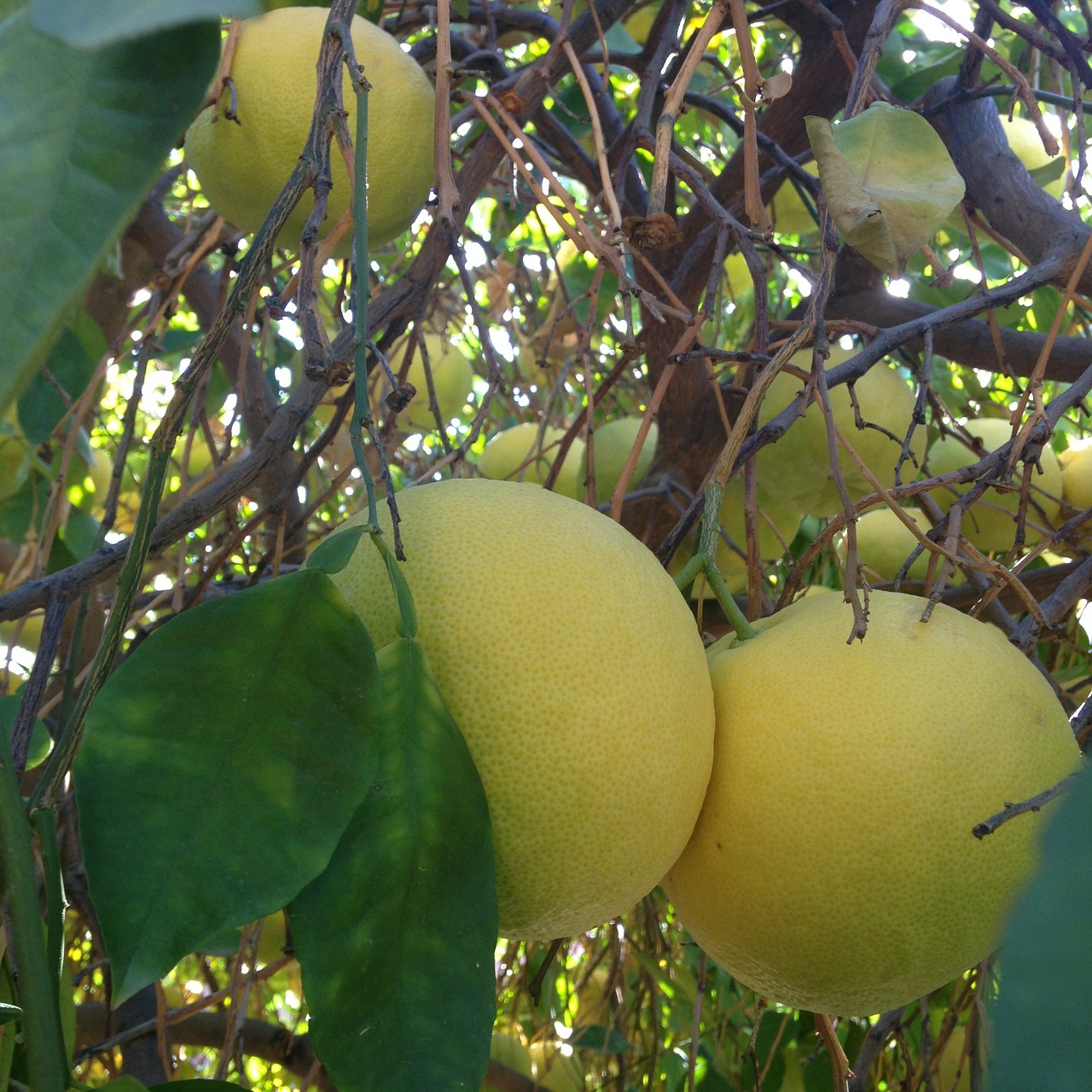 Greipfrutas, Greipfrutų Medis, Citrusinis Vaisius, Citrusiniai, Vitamino C, Vaisiai, Sultingas, Gamta, Medis, Filialas