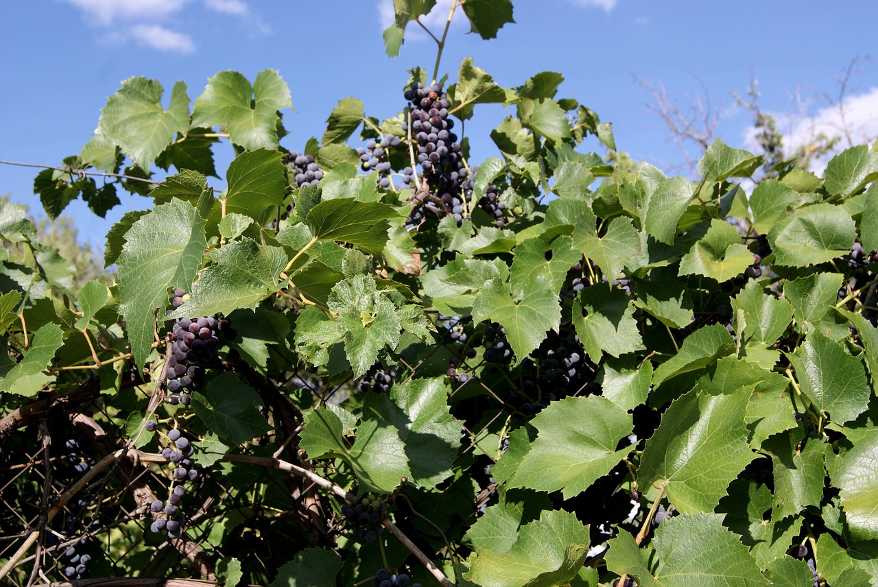 Vynuogės, Žalias, Krūva, Vasara, Šviesus, Gražus, Uogos, Vinodelchesiky, Derlius, Nemokamos Nuotraukos