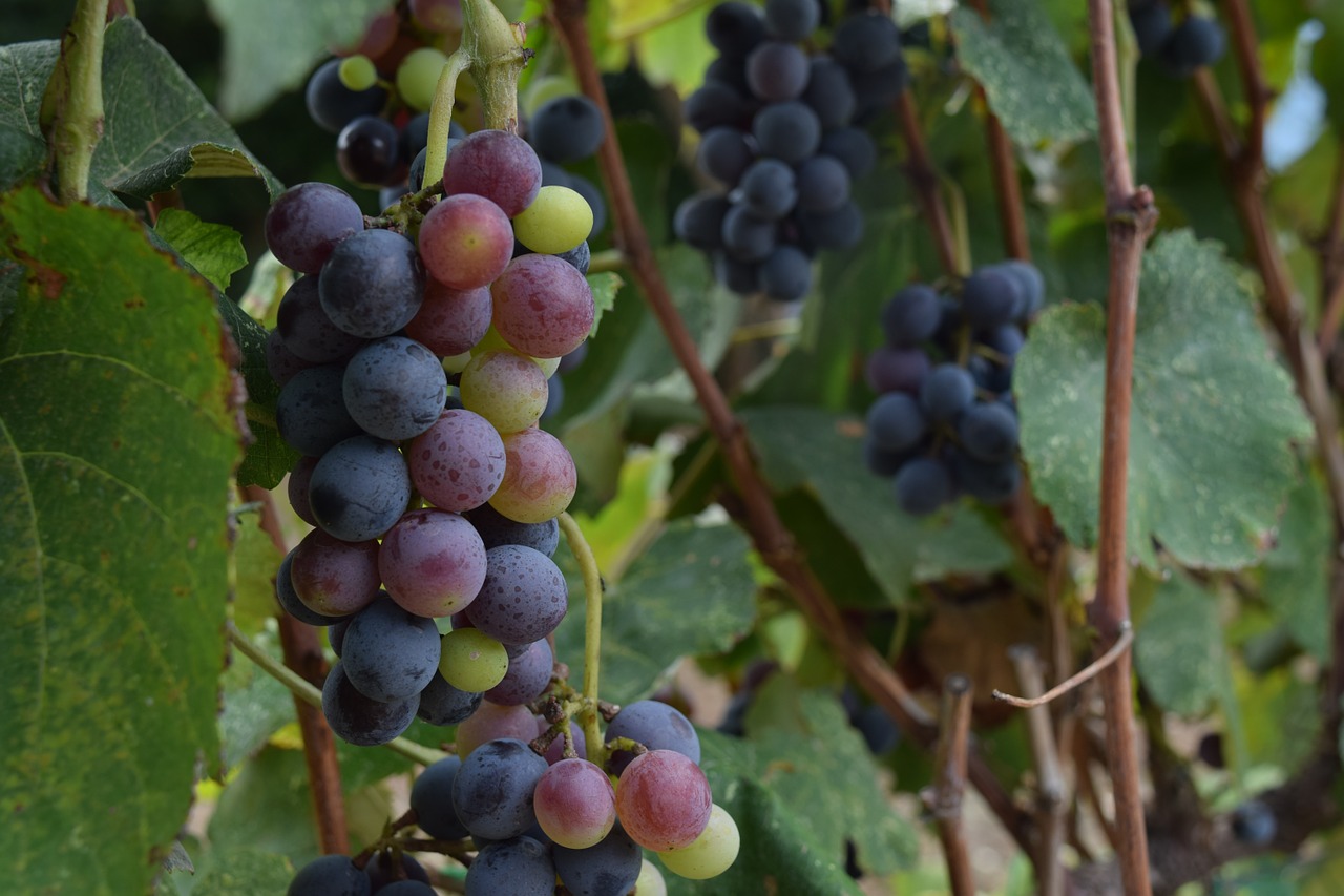 Vynuogės, Vynuogynas, Vynuogininkystė, Derlius, Vyno Gamyba, Vaisiai, Vynmedis, Kolumbija, Raudona, Auginimas