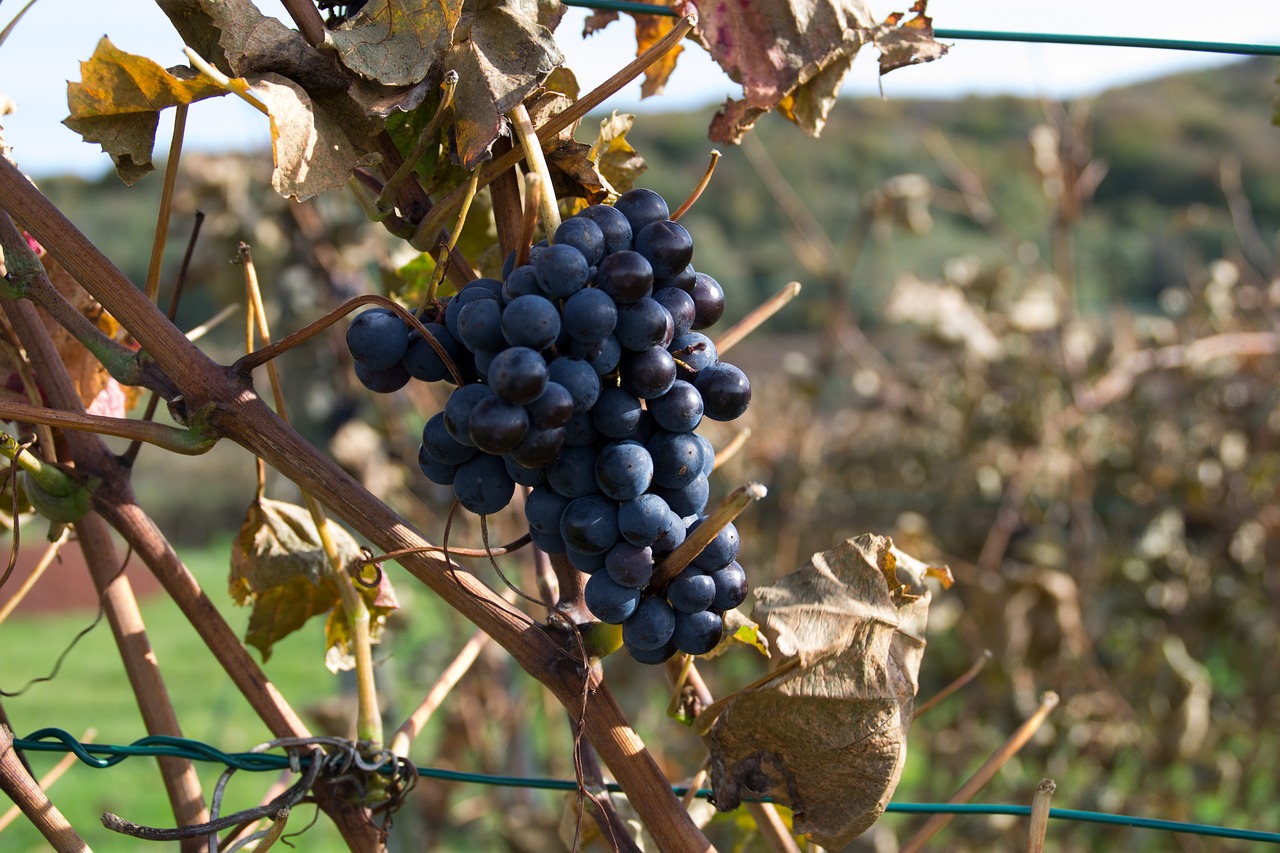 Vynuogės, Vynuogynai, Vaisiai, Mėlynos Vynuogės, Nemokamos Nuotraukos,  Nemokama Licenzija