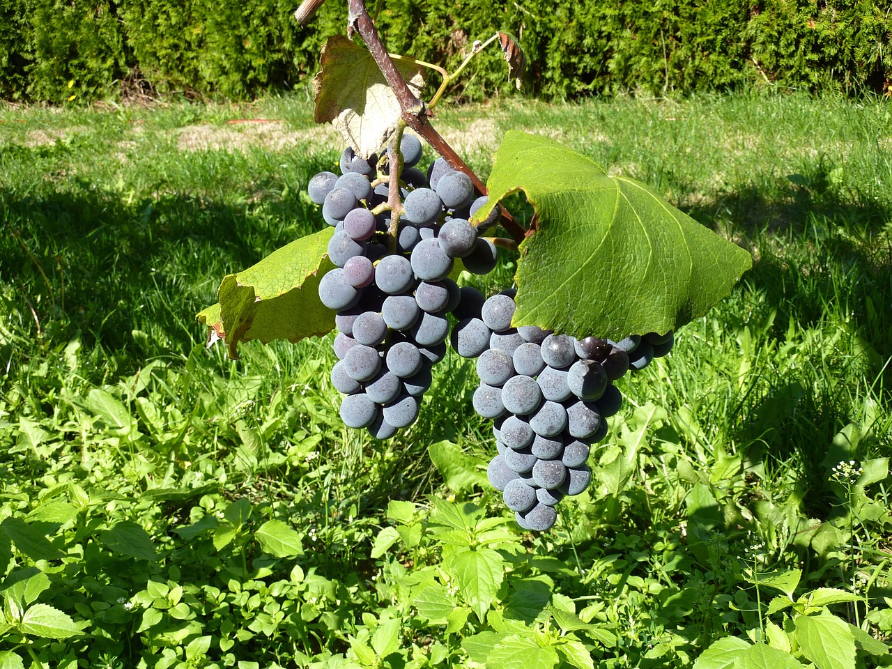 Vynuogės, Vaisiai, Vynuogių Auginimas, Uždaryti, Nemokamos Nuotraukos,  Nemokama Licenzija