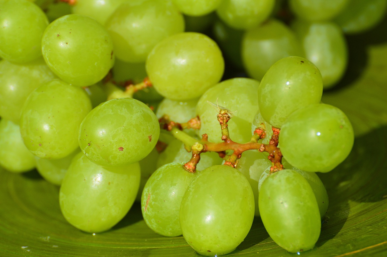 Vynuogės, Vaisiai, Sveikas, Vaisiai, Maistas, Žalias, Saldus, Gamta, Prinokusios Vynuogės, Žaliosios Vynuogės