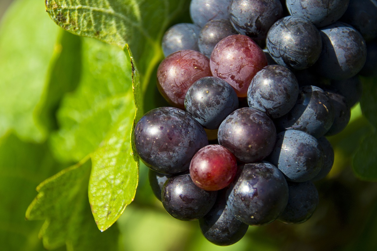 Vynuogės, Gamta, Vynuogių Auginimas, Vynas, Vintage, Vynuogių Lapai, Vynmedis, Nemokamos Nuotraukos,  Nemokama Licenzija