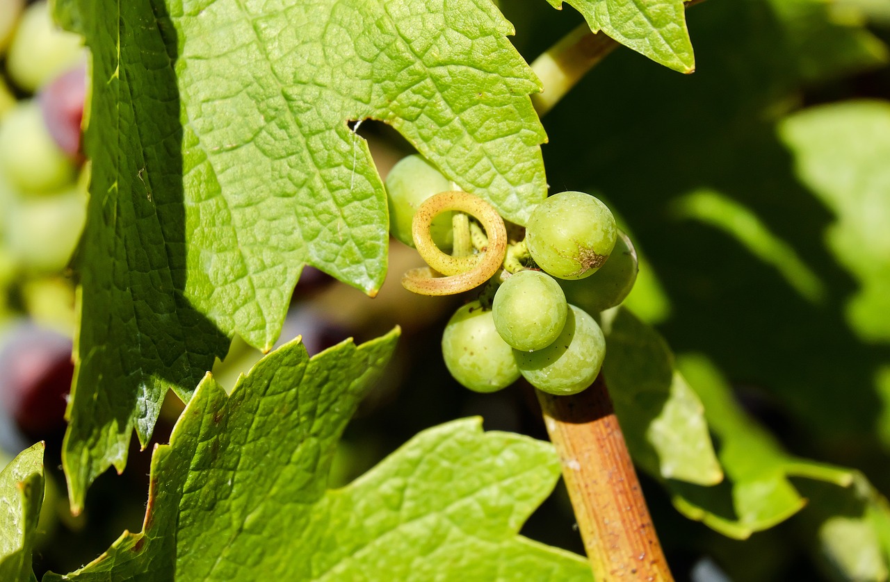 Vynuogės, Vaisiai, Žaliosios Vynuogės, Vynuogių, Vynuogių Auginimas, Nemokamos Nuotraukos,  Nemokama Licenzija