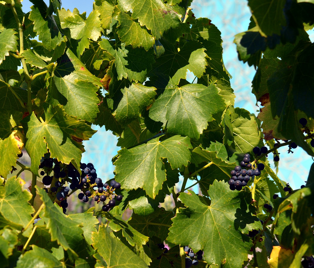 Vynuogės, Vynmedis, Mėlynos Vynuogės, Vaisiai, Vynuogių Auginimas, Valgomieji, Vaisiai, Sveikas, Saldus, Skanus