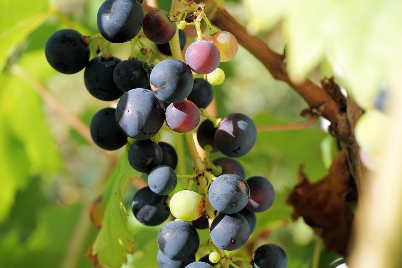 Vynuogės, Vynuogių Auginimas, Vynuogių, Vaisiai, Vynmedis, Vynas, Vynuogynai, Augalas, Mėlynos Vynuogės, Nemokamos Nuotraukos