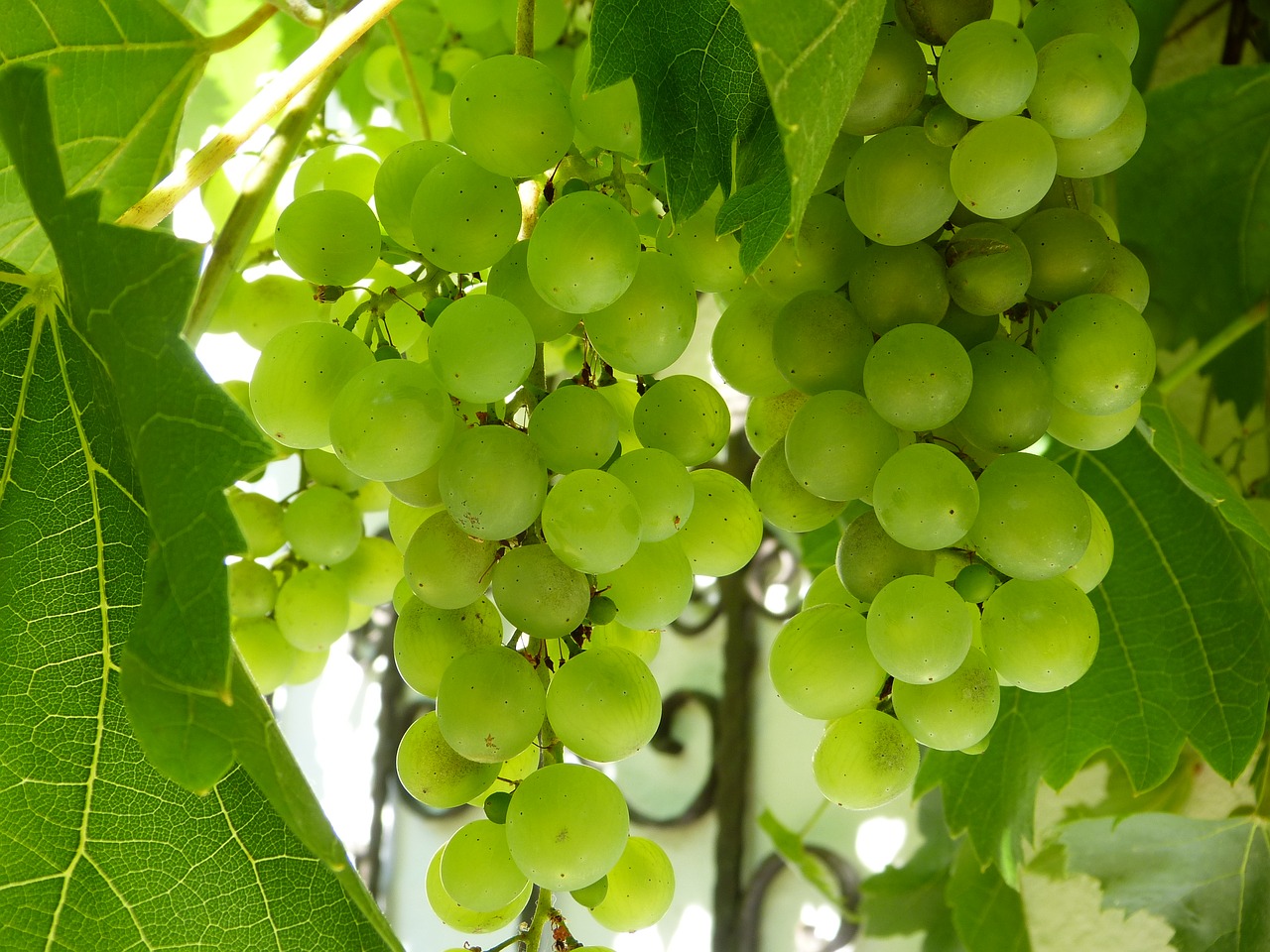 Vynuogės, Vynas, Vynuogynai, Auginimas, South Tyrol, Balta, Žalias, Vaisiai, Vynuogių Auginimas, Baltos Vynuogės