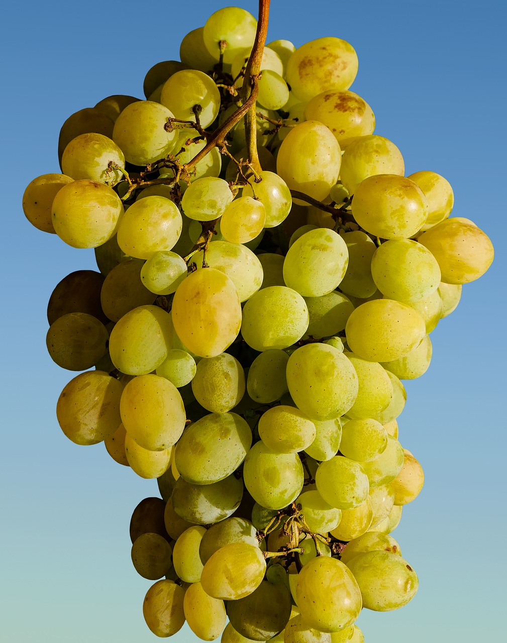 Vynuogės, Vaisiai, Vynuogių Auginimas, Vynas, Žalias, Žaliosios Vynuogės, Valgyti, Vynuogynas, Derlius, Maistas