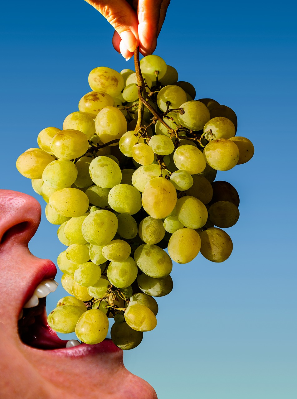 Vynuogės, Valgyti, Vaisiai, Laikyti, Pasiimti, Derlius, Vintage, Žaliosios Vynuogės, Vasara, Ruduo