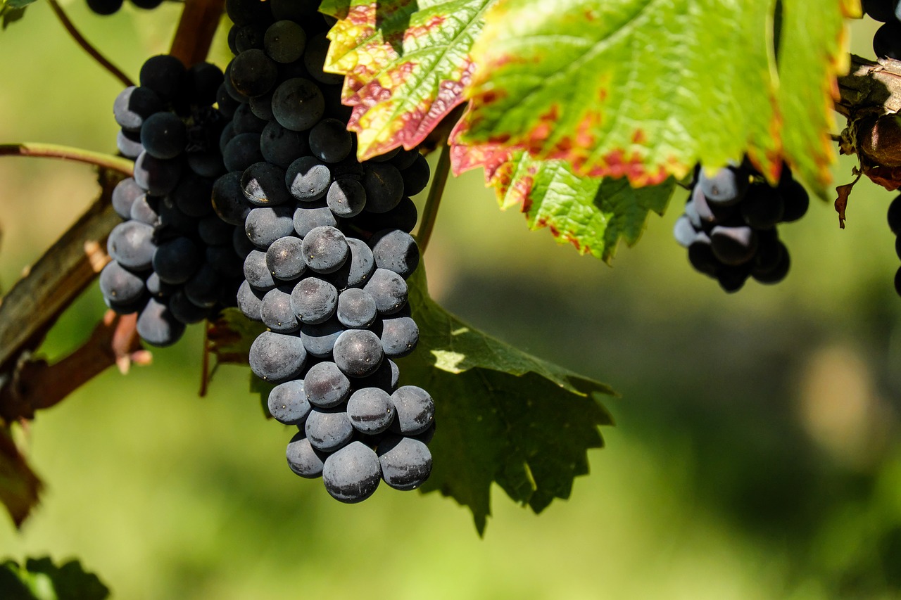 Vynuogės, Vaisiai, Vaisiai, Mėlynas, Vynuogių Auginimas, Nemokamos Nuotraukos,  Nemokama Licenzija