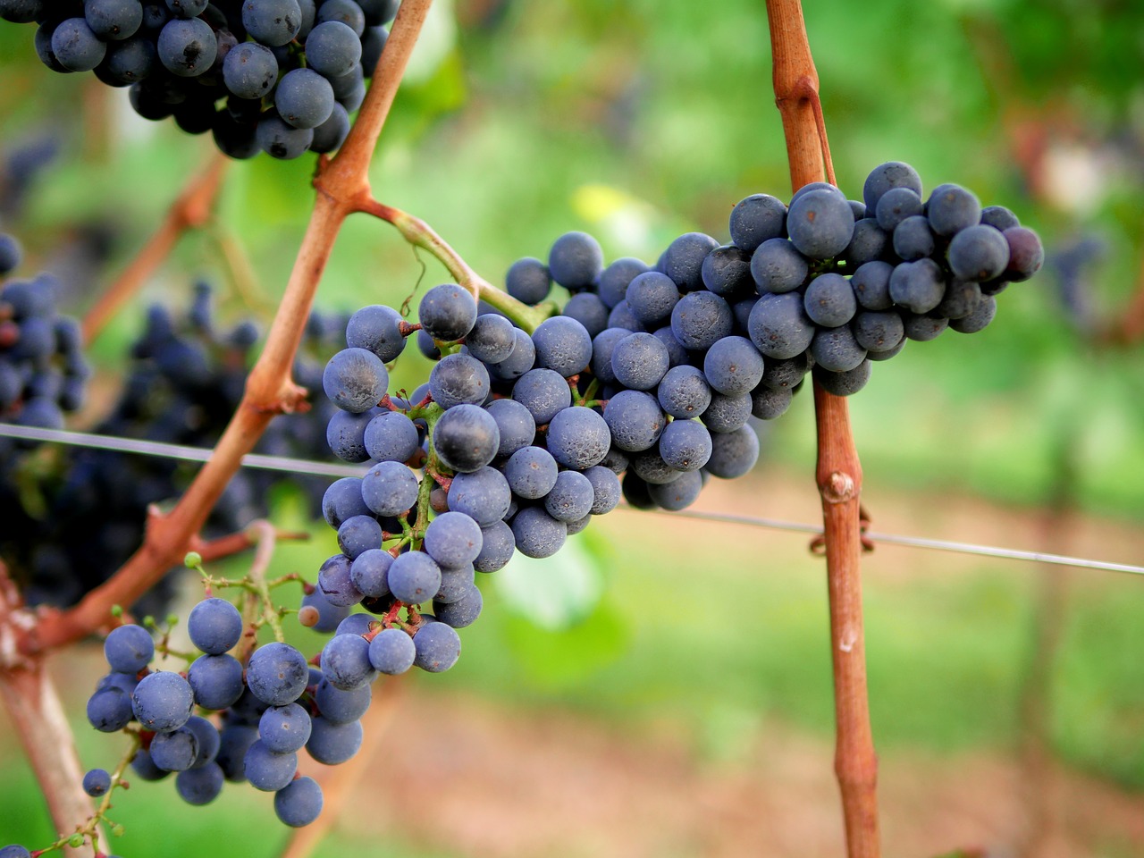 Vynuogės, Raudonas Vynas, Vynuogynas, Vynuogių Auginimas, Raudona, Vaisiai, Stengel, Lapai, Kalnas, Vyno Regionas