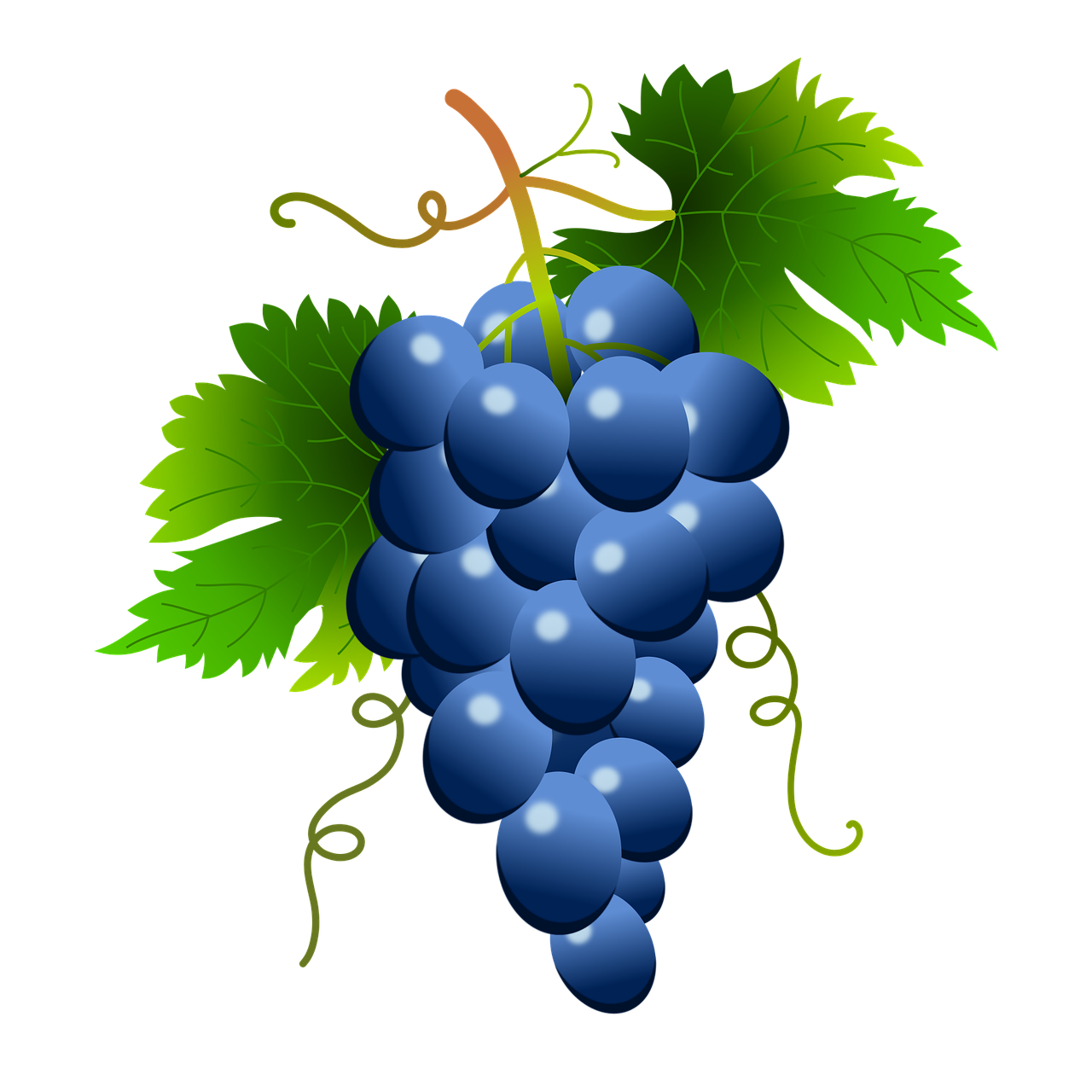 Vynuogės, Vynmedis, Vynuogynas, Vynas, Vaisių Sodas, Augalai, Gamta, Daržovių, Parras, Gerti
