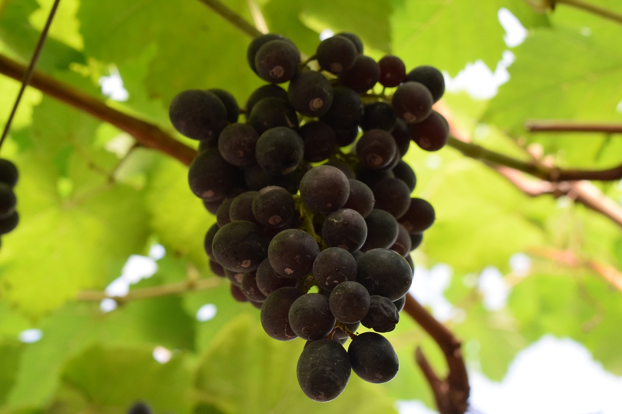 Vynuogės, Vynuogių Krūva, Vaisiai, Nemokamos Nuotraukos,  Nemokama Licenzija