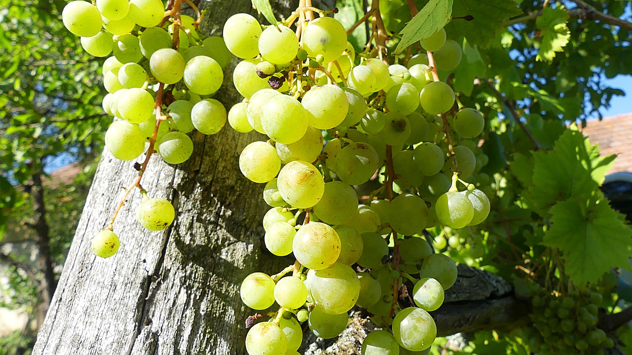 Vynuogės, Vynuogių, Žaliosios Vynuogės, Vaisiai, Nemokamos Nuotraukos,  Nemokama Licenzija