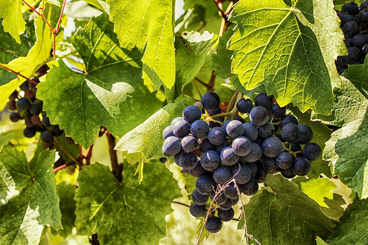 Vynuogės, Vynas, Vaisiai, Vynuogynas, Vynuogių Auginimas, Vaisiai, Raudonas Vynas, Vynuogynai, Žaliosios Vynuogės, Gamta