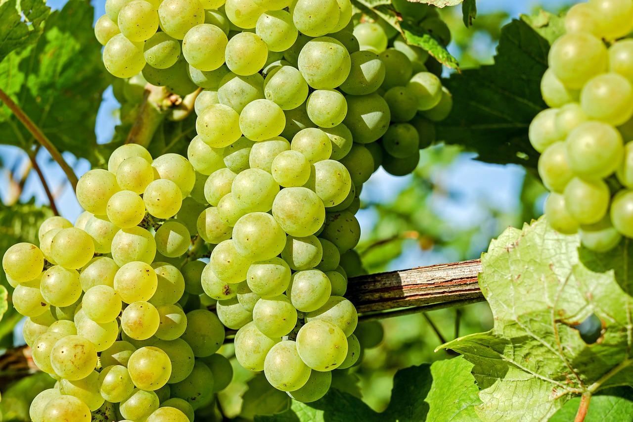 Vynuogės, Vaisiai, Vynuogių Auginimas, Vynmedis, Vynuogių, Vaisiai, Žalias, Auksas, Sveikas, Stalo Vynuogės