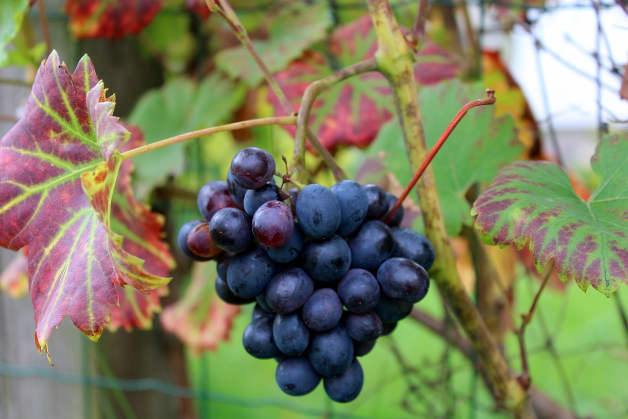 Vynuogės, Sodas, Vaisiai, Šviežias, Tamsi, Gamta, Lapija, Auginimas, Nemokamos Nuotraukos,  Nemokama Licenzija