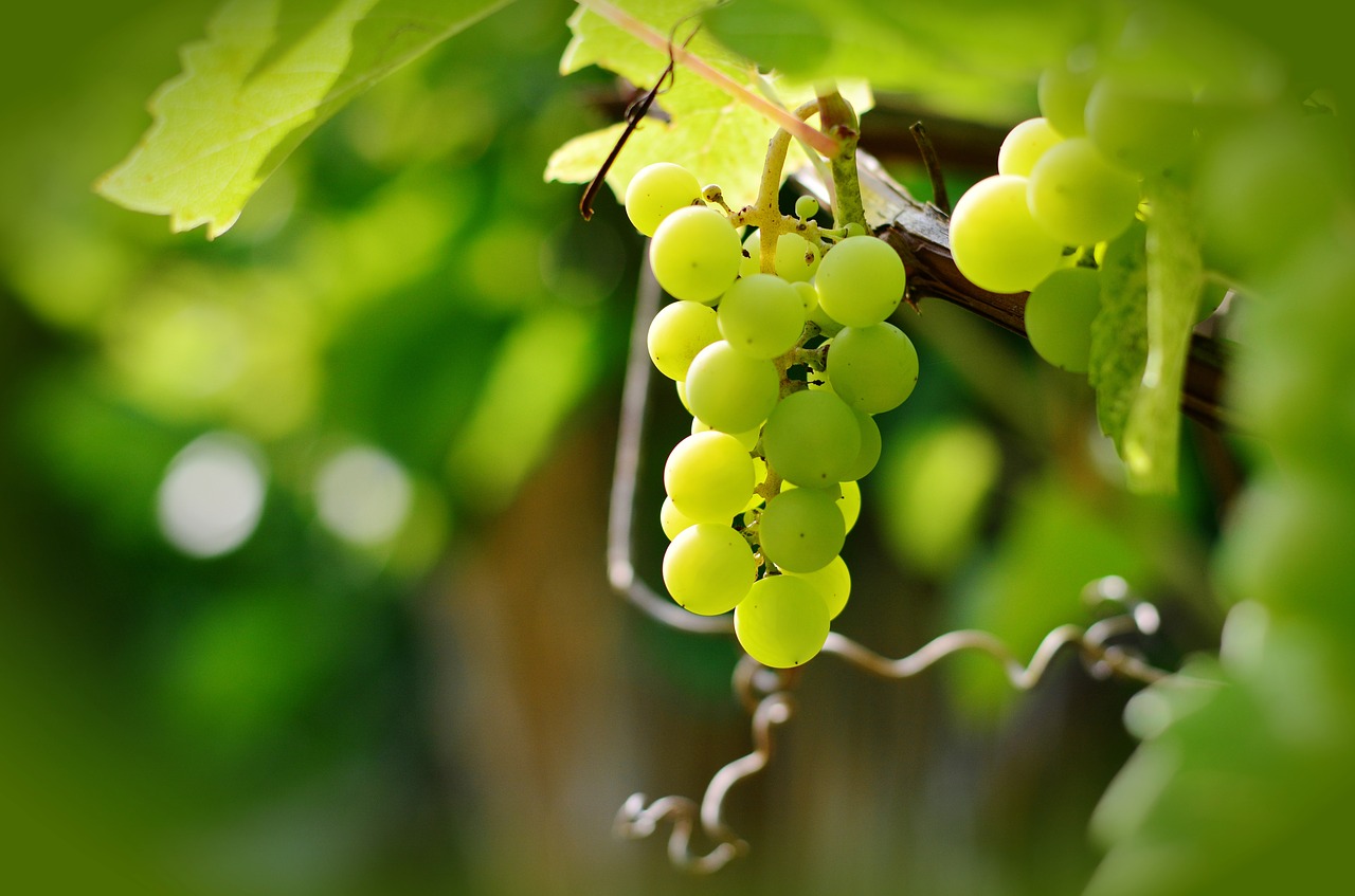 Vynuogės, Vynuogių Auginimas, Žaliosios Vynuogės, Vaisiai, Vynuogių, Vynmedis, Stalo Vynuogės, Vynuogynai, Vynas, Nemokamos Nuotraukos