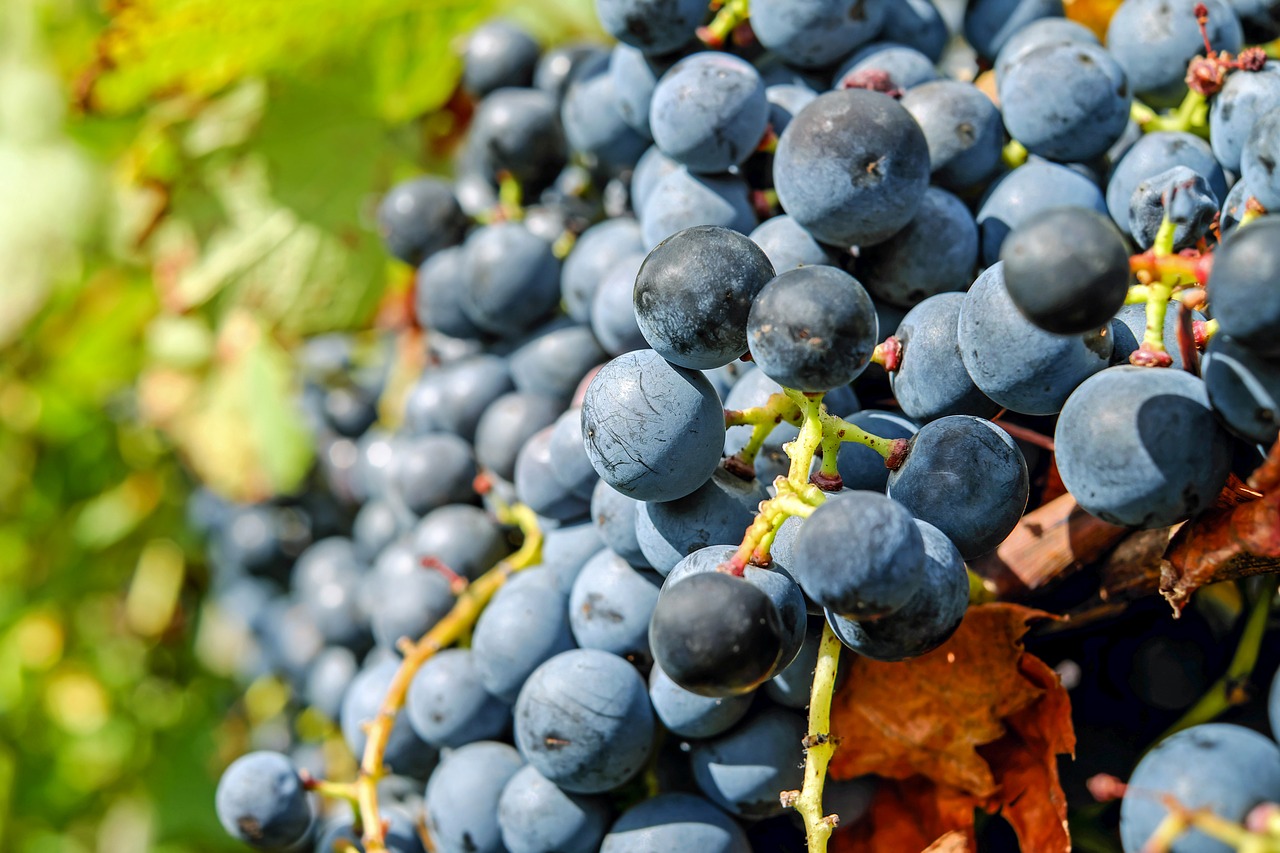 Vynuogės, Vaisiai, Mėlynas, Mėlynos Vynuogės, Prinokusios Vynuogės, Stalo Vynuogės, Maistas, Vynmedis, Vynuogynai, Vynuogių
