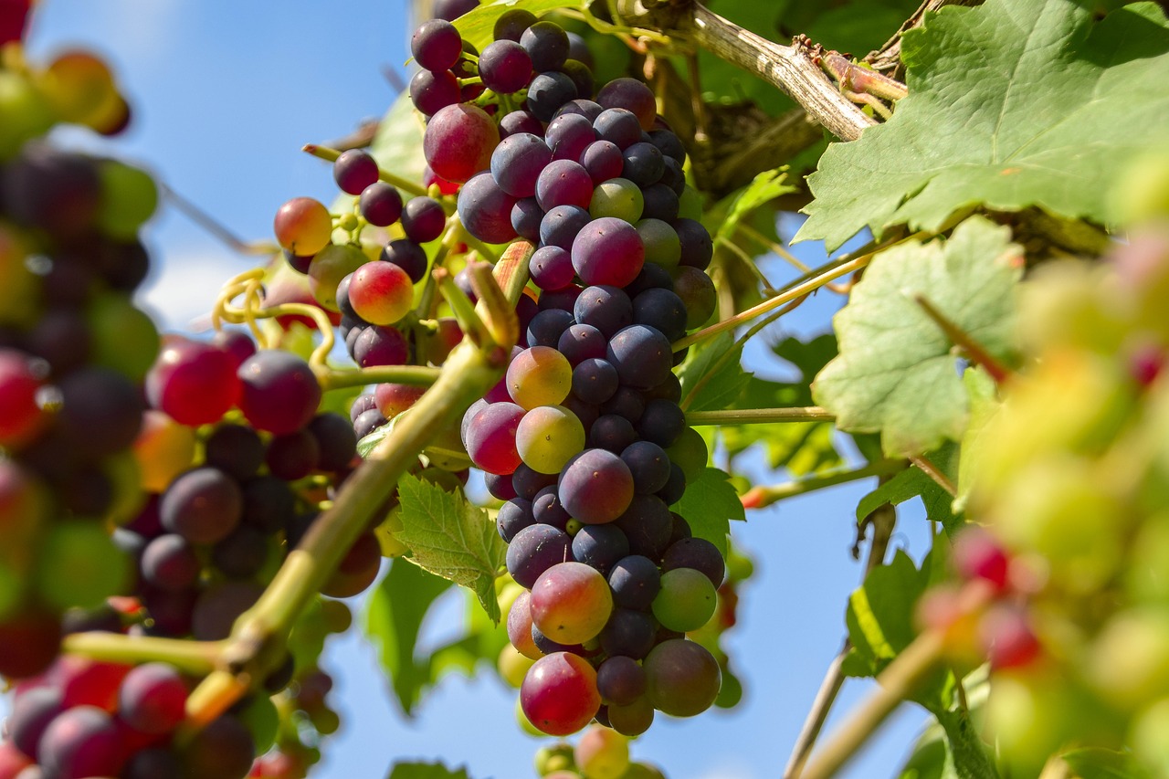Vynuogės, Vaisiai, Vynuogių Auginimas, Vynmedis, Vynuogių, Gamta, Vaisiai, Sveikas, Vynas, Mėlynos Vynuogės