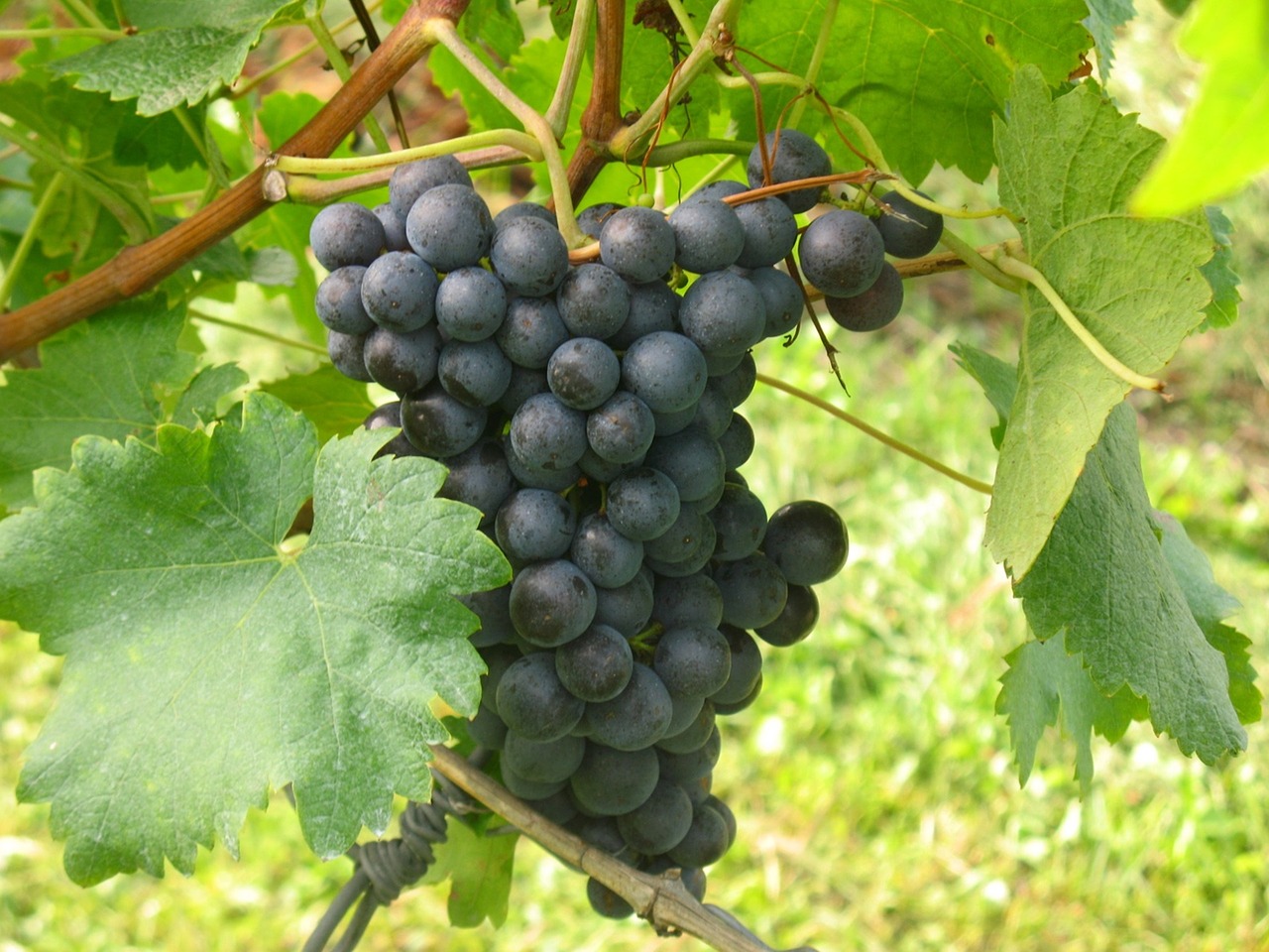 Vynuogės, Gamta, Vynuogių Auginimas, Vynmedis, Nemokamos Nuotraukos,  Nemokama Licenzija