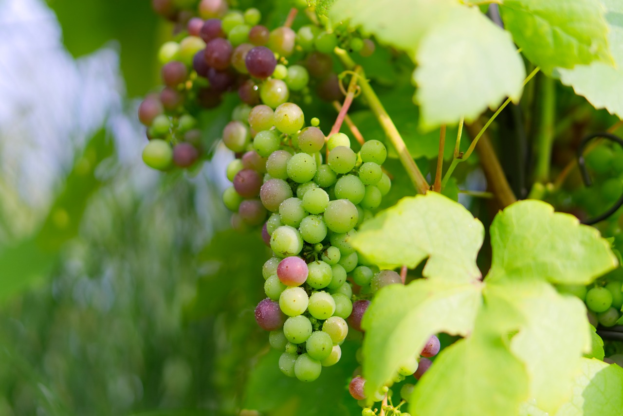 Vynuogės, Žaliosios Vynuogės, Žalias, Sveikas, Vaisiai, Vynuogių Auginimas, Vynmedis, Vynuogių, Gamta, Valgyti