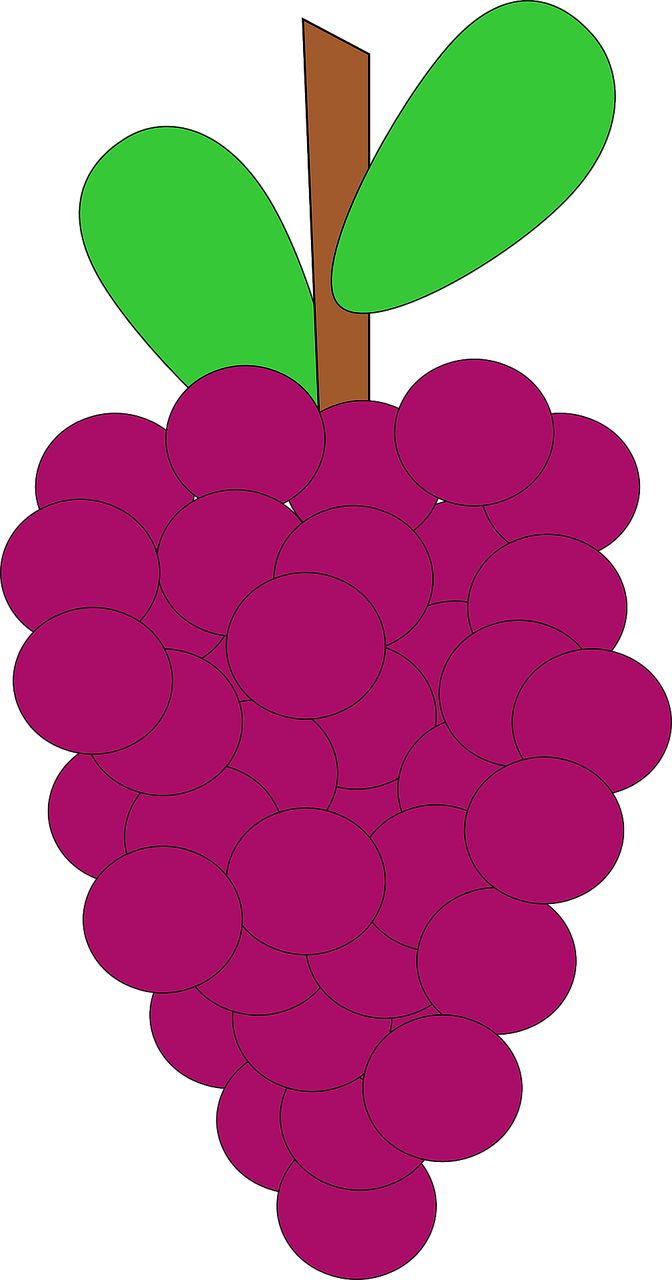 Vynuogės, Krūva, Prinokę, Derlius, Klasteris, Violetinė, Vynuogynas, Šviežias, Vynuogių, Vynuogininkystė