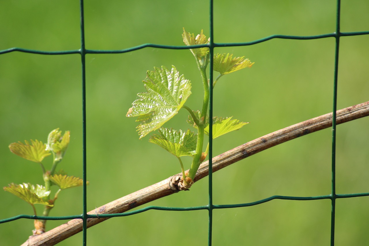 Vynuogės,  Jauni Lapai,  Pavasaris,  Lapų,  Augalų,  Pobūdį,  Žalias, Nemokamos Nuotraukos,  Nemokama Licenzija