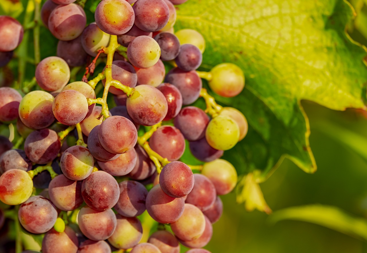 Vynuogės,  Vynuogė,  Vynmedis,  Raudonųjų Vynuogių,  Vynuogės Auginamos,  Vaisių,  Nesubrendęs,  Maisto,  Vaisiai, Nemokamos Nuotraukos