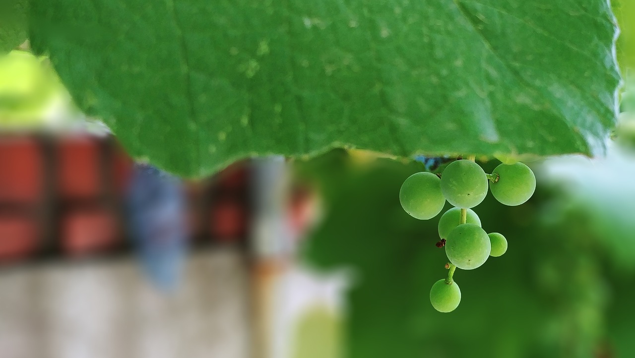 Vynuogės,  Ceongpodo,  Vaisių,  Chartreuse,  Vasara,  Sedžongas,  Korėja, Nemokamos Nuotraukos,  Nemokama Licenzija