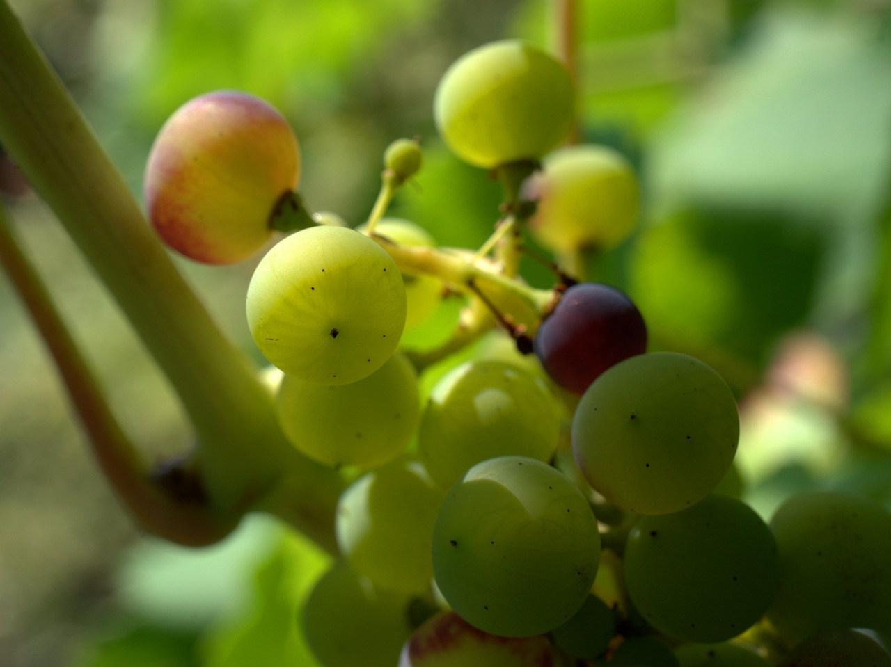Vynuogės,  Vynuogės Auginamos,  Vynmedis,  Vynuogių,  Vyno,  Vaisių,  Saulė,  Rebstock,  Žalias,  Augalų