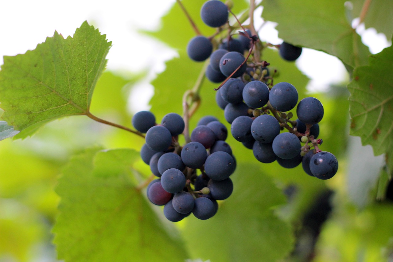 Vynuogės,  Augalų,  Sodas,  Vynmedžių Vaisių,  Vynuogynas, Nemokamos Nuotraukos,  Nemokama Licenzija