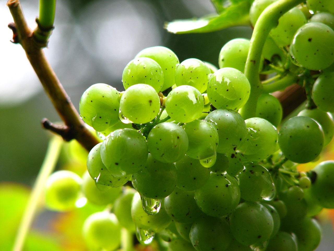 Vynuogės, Vynmedis, Vynas, Žalias, Vynuogių Auginimas, Žaliosios Vynuogės, Rebstock, Vanduo, Lašelinė, Lietus