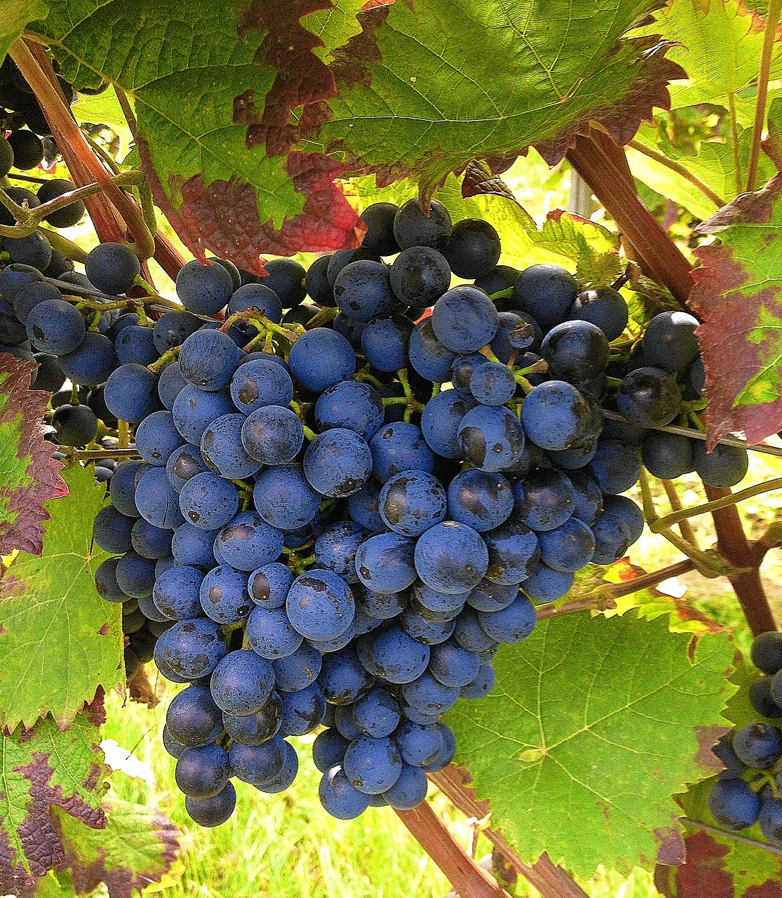 Vynuogės, Mėlynas, Vynuogių Auginimas, Vynuogynai, Vyno Lapai, Vyno Fabrikas, Nemokamos Nuotraukos,  Nemokama Licenzija