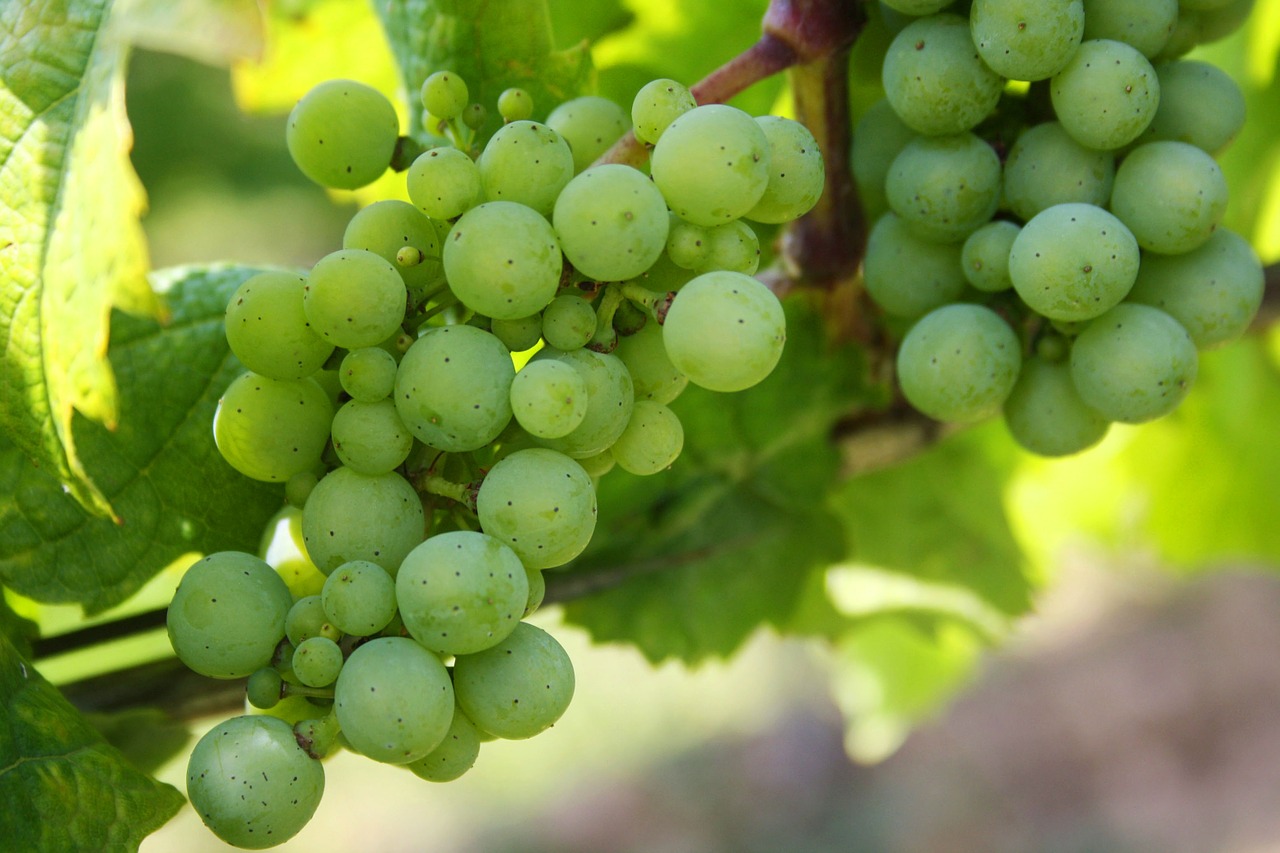 Vynuogės, Žaliosios Vynuogės, Gamta, Žalias, Vaisiai, Uogos, Augalas, Vynuogių, Vynuogynai, Vynuogių Auginimas