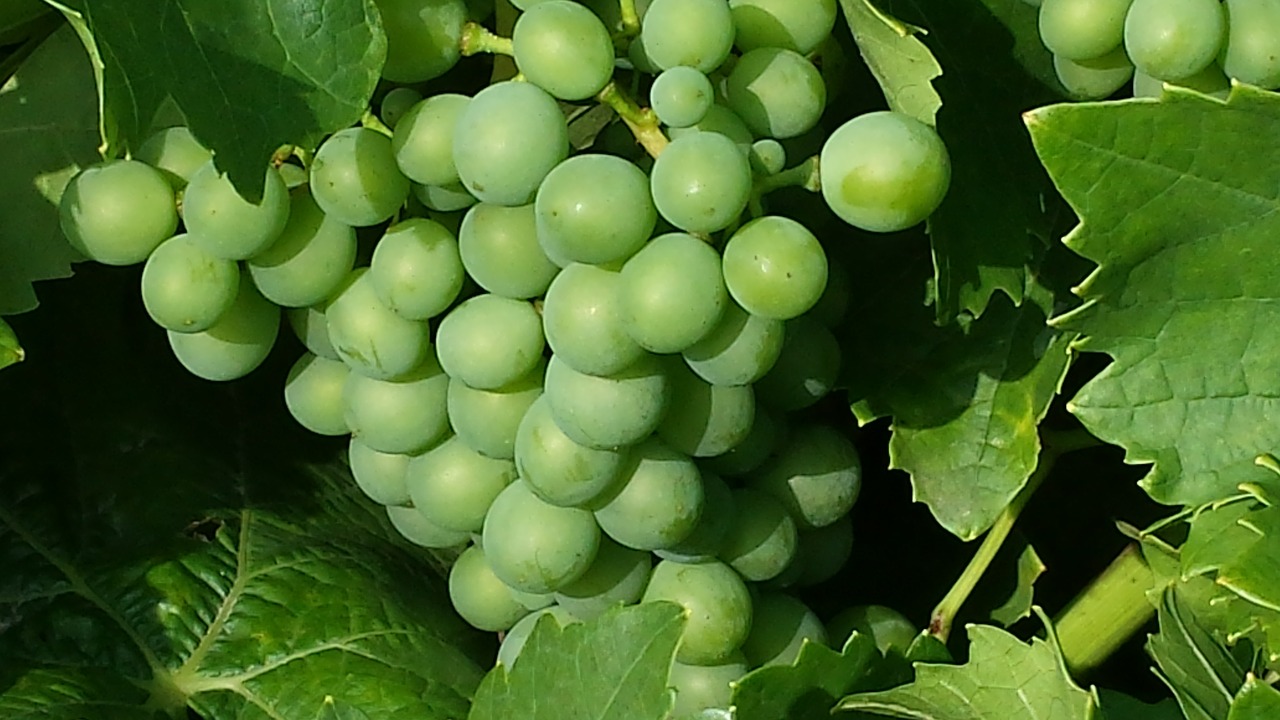 Vynuogės, Žalias, Vaisiai, Vynuogių Auginimas, Žaliosios Vynuogės, Gamta, Saldus, Sveikas, Vynuogių, Skanus