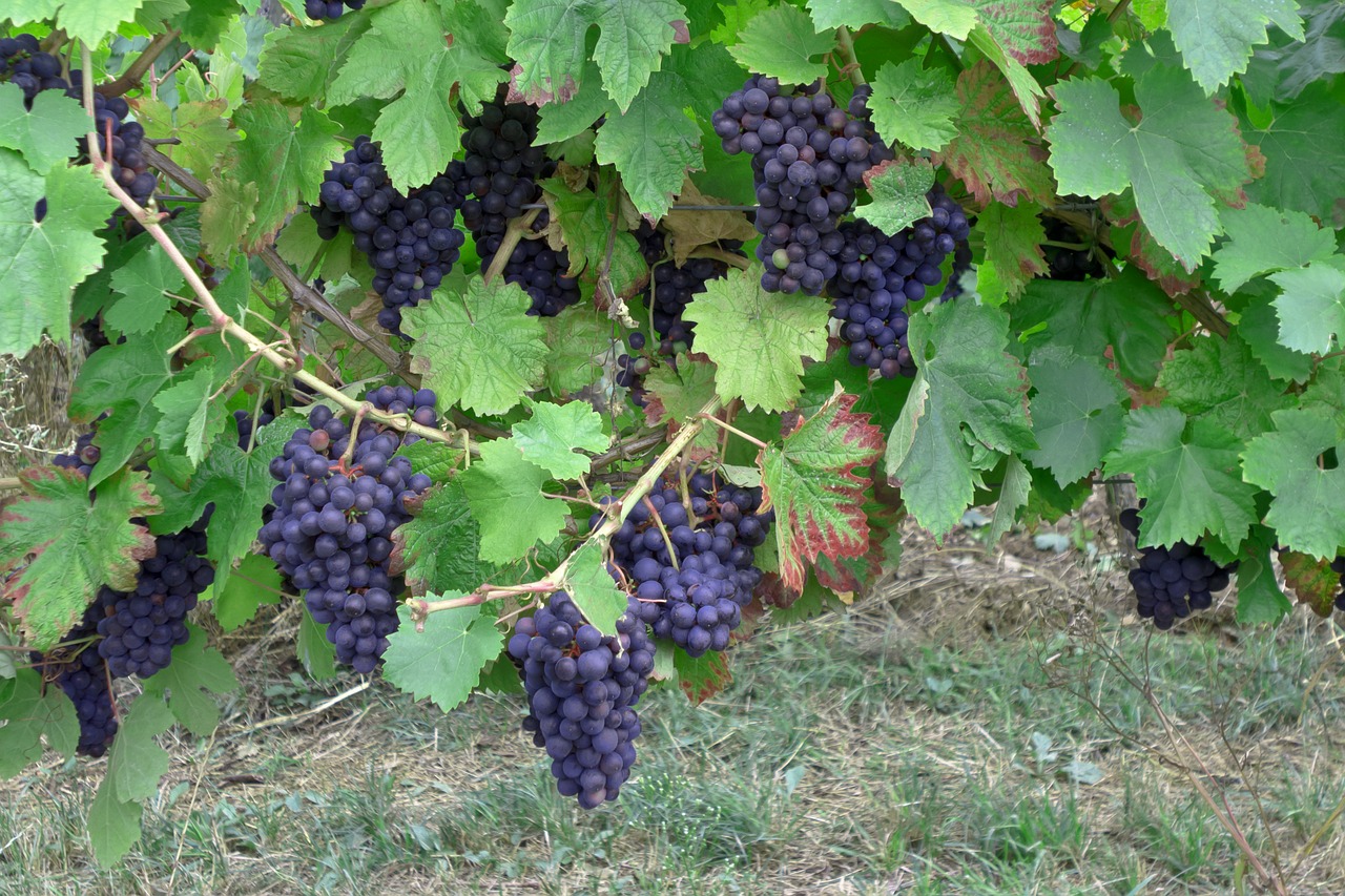 Vynuogės, Vynas, Vintage, Vynuogynai, Derlius, Auginimas, Raudonos Vynuogės, Plantacija, Vynuogių Auginimas, Maistas