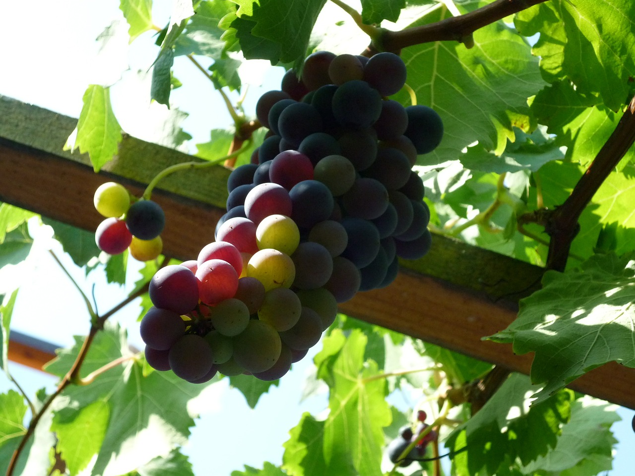 Vynuogės, Derlius, Ruduo, Vynas, Vaisiai, Augalas, Gamta, Vynmedis, Vintage, Vynuogių Auginimas