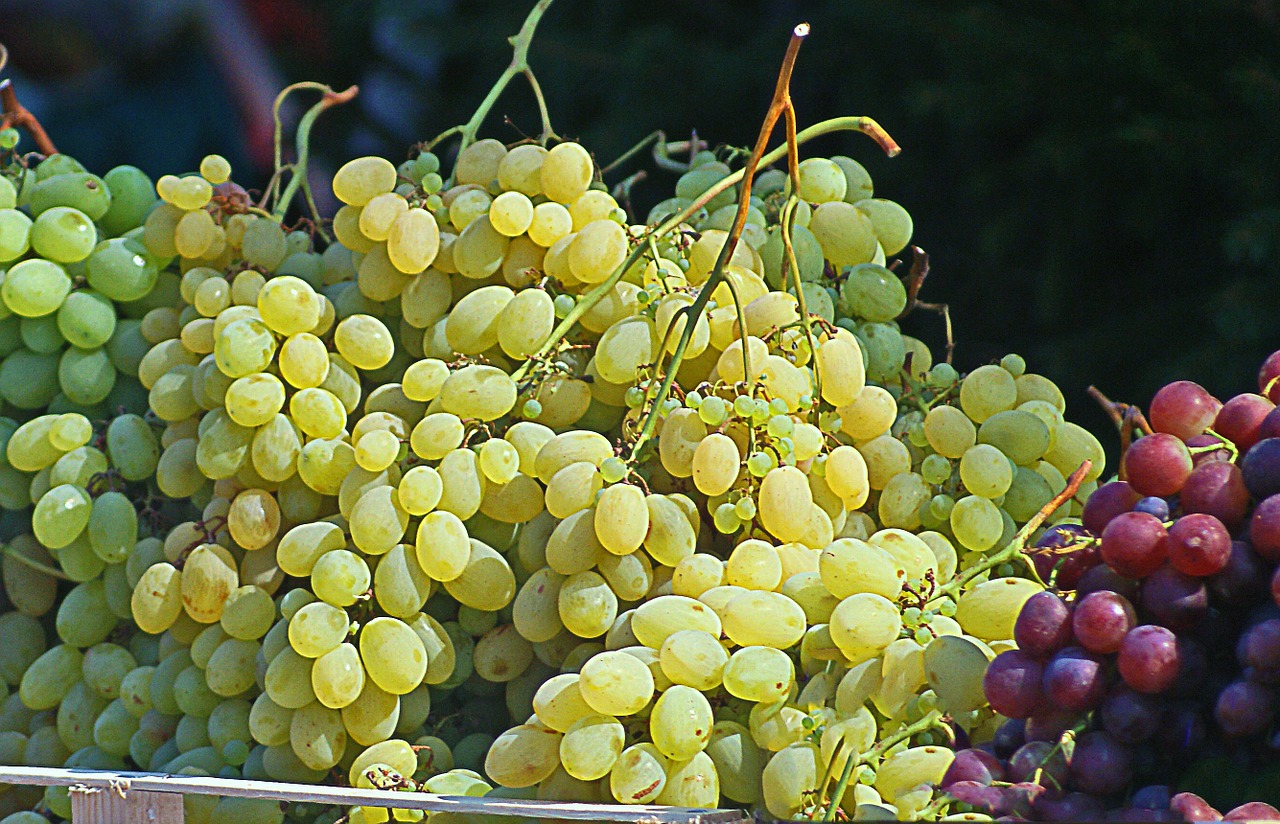 Vynuogės, Grupė, Vynuogių Kekės, Baltos Vynuogės, Tamsios Vynuogės, Vaisiai, Vaisių, Šviežias, Saulėtas, Vaisių Auginimas