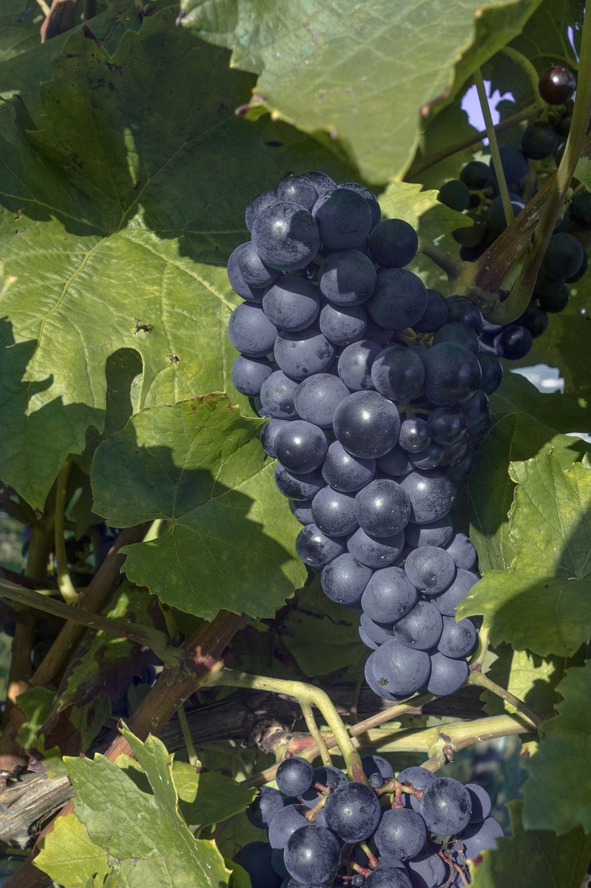 Vynuogės, Vynuogių, Vynas, Vynuogynai, Vynuogių Auginimas, Vaisiai, Gamta, Augalas, Vyno Lapai, Vynmedis