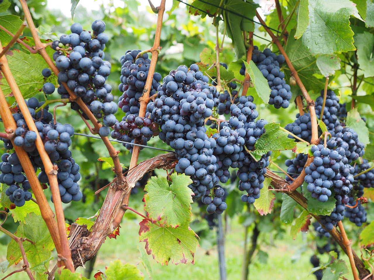 Vynuogės, Uogos, Vyno Uogos, Mėlynas, Ankštiniai, Vynuogynai, Vitis, Kilnus Vynuogynas, Vitis Vinifera, Vaisiai