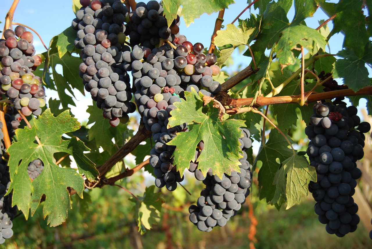 Vynuogės,  Toskana,  Raudonas Vynas,  Vaisiai,  Vintage,  Naudos Iš,  Vynuogė,  Vaisiai,  Vynas,  Vynuogių Auginimas