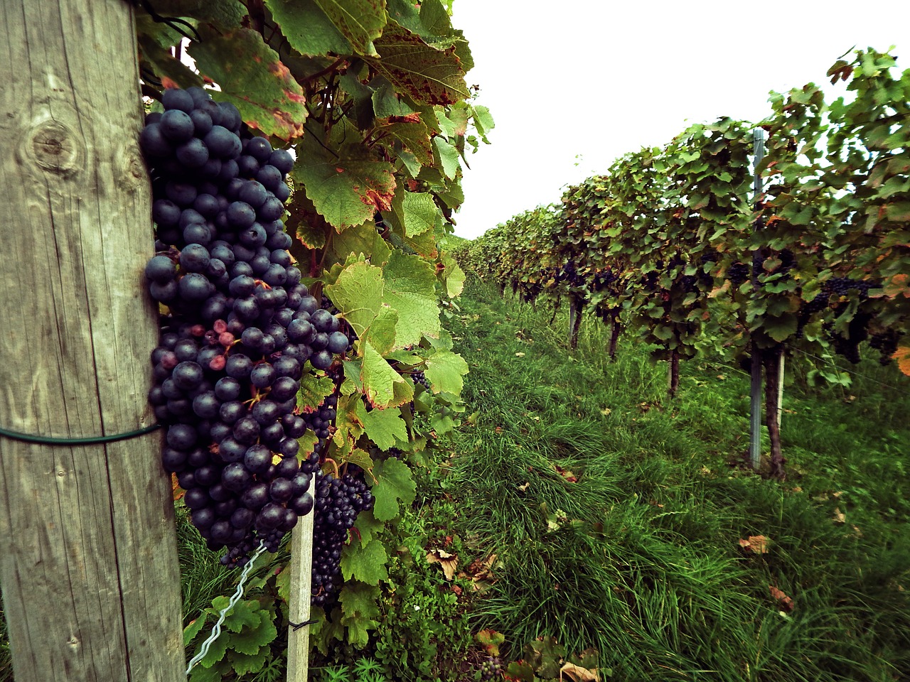 Vynuogės,  Vynmedis,  Vokietija,  Ruduo,  Vynas,  Plantacija, Nemokamos Nuotraukos,  Nemokama Licenzija