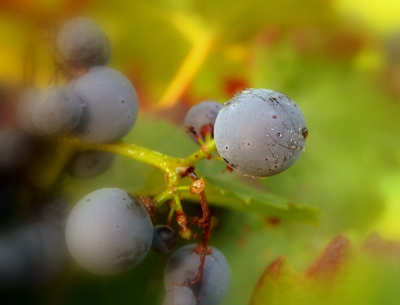 Vynuogės, Gamta, Violetinė, Makro, Vaisiai, Nemokamos Nuotraukos,  Nemokama Licenzija