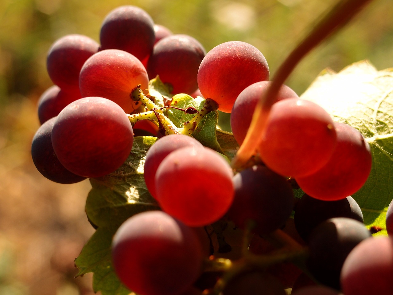 Vynuogės, Vynuogynai, Vynas, Vynuogių Auginimas, Nemokamos Nuotraukos,  Nemokama Licenzija