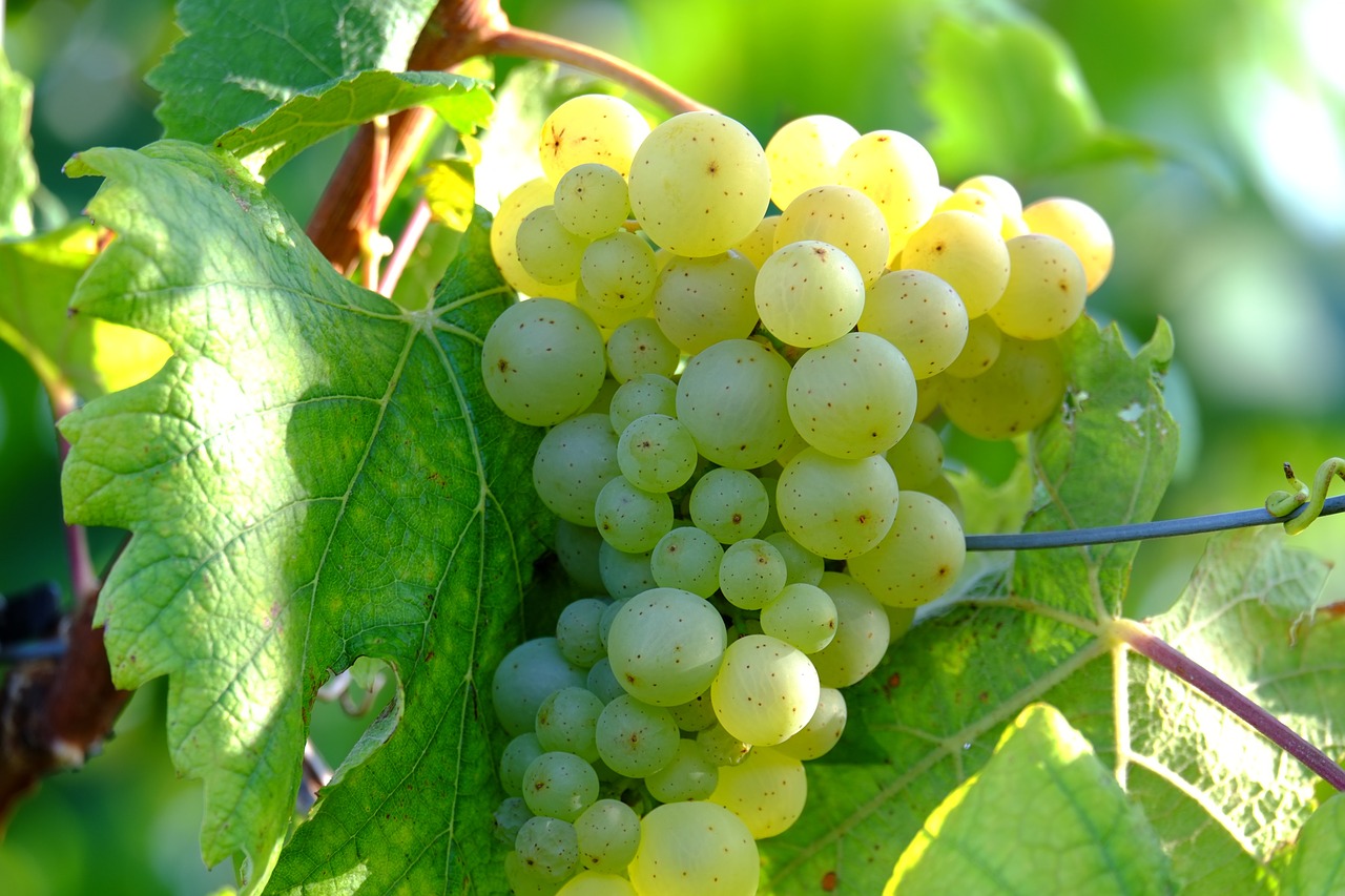Vynuogės, Vynas, Vaisiai, Vynuogių Auginimas, Augalas, Auksas, Vynmedis, Žaliosios Vynuogės, Vyno Derlius, Vintage