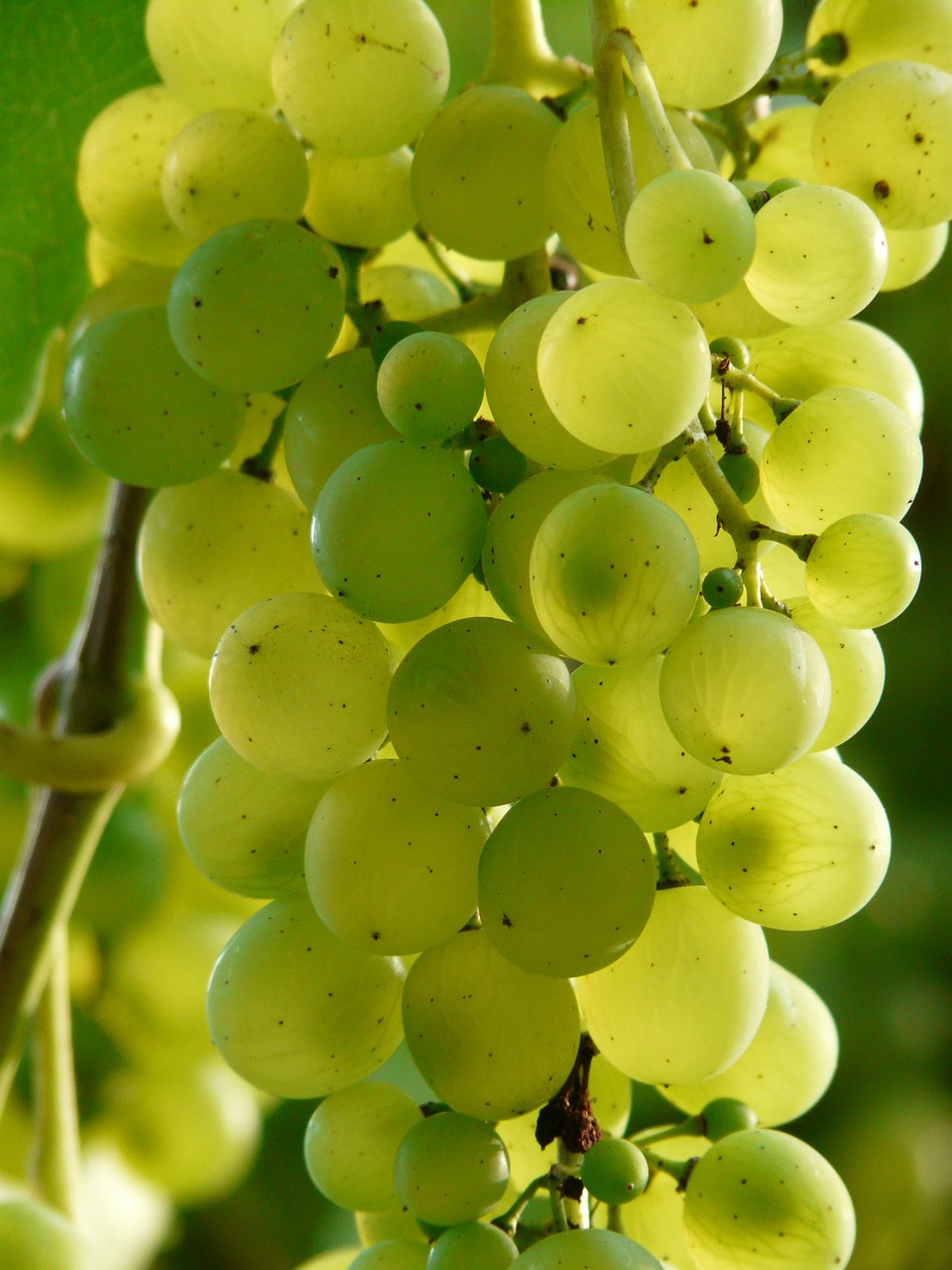Vynuogės, Vynas, Augalas, Plantacija, Vynuogių Auginimas, Žalias, Vaisiai, Žaliosios Vynuogės, Saldus, Atgal Šviesa