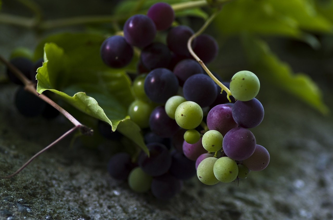Vynuogės, Žalias, Mėlynas, Vaisiai, Vaisiai, Prinokusios Vynuogės, Mėlynos Vynuogės, Baltos Vynuogės, Maistas, Raudonos Vynuogės